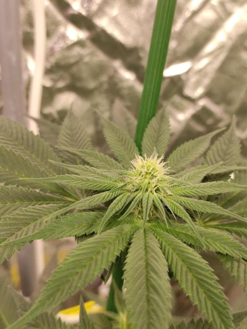 F002 Dutch Passion test strain. Week 5