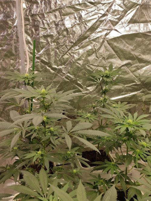 F002 Dutch Passion test strain. Week 5