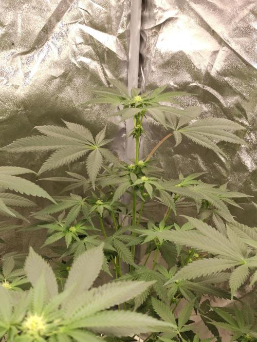 F008 Dutch Passion test strain. Week 5