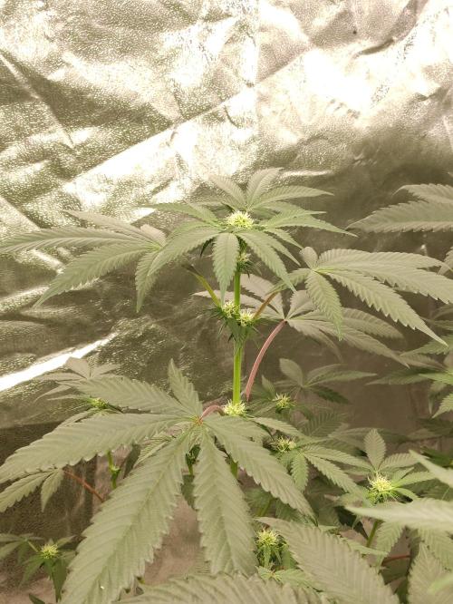 F008 Dutch Passion test strain. Week 5