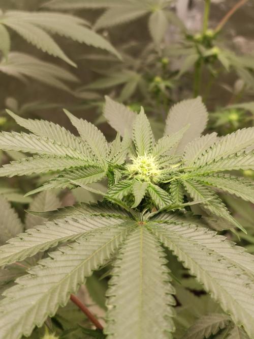F008 Dutch Passion test strain. Week 5