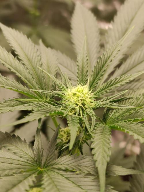 F008 Dutch Passion test strain. Week 5