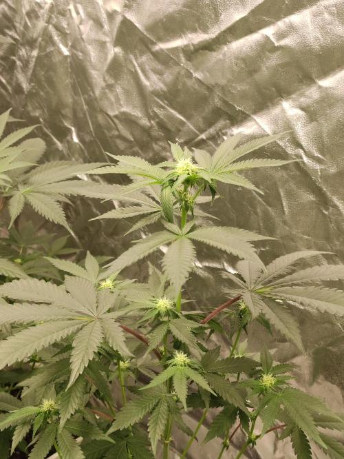 F008 Dutch Passion test strain. Week 5