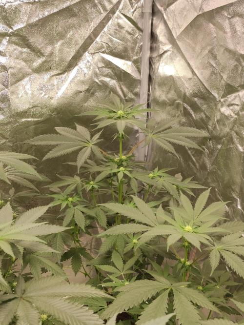 F008 Dutch Passion test strain. Week 5