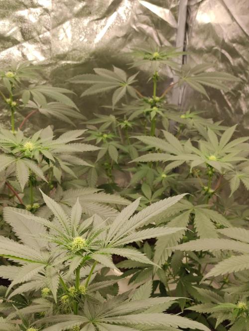 F008 Dutch Passion test strain. Week 5