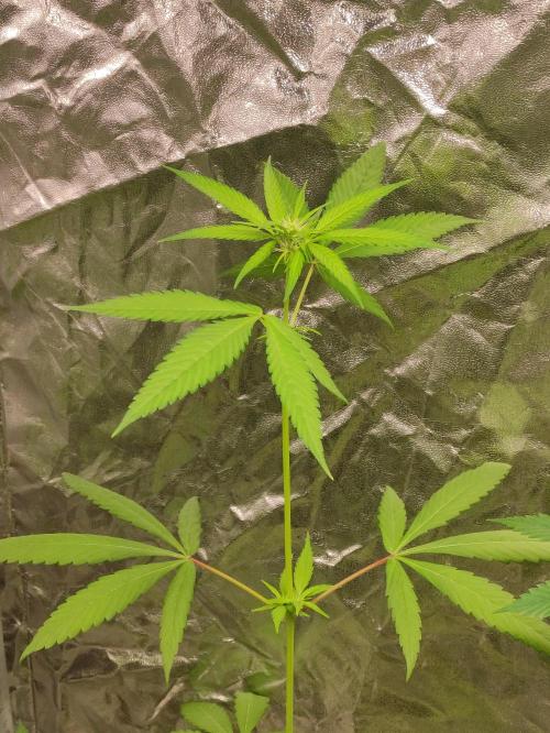F025 Dutch Passion test strain. Week 4