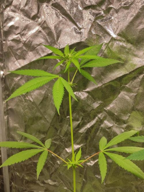 F025 Dutch Passion test strain. Week 4