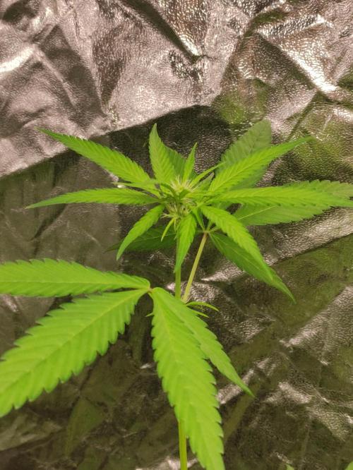 F025 Dutch Passion test strain. Week 4