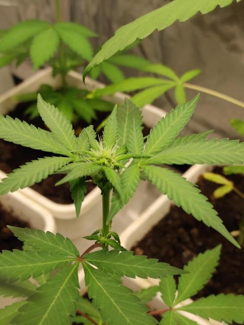 F025 Dutch Passion test strain. Week 4