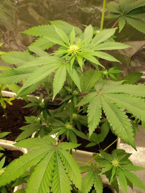 F026 Dutch Passion test strain. Week 4