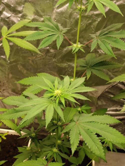 F026 Dutch Passion test strain. Week 4