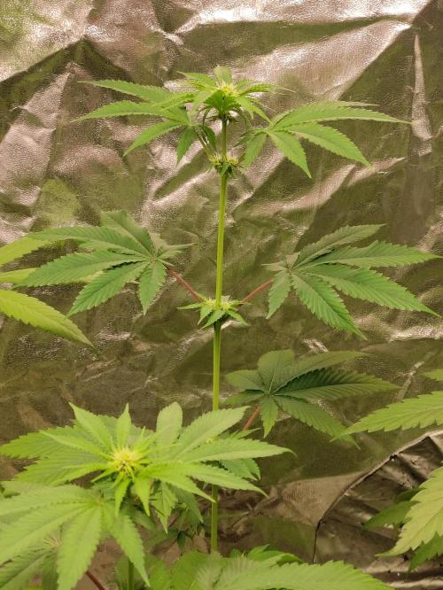 F026 Dutch Passion test strain. Week 4