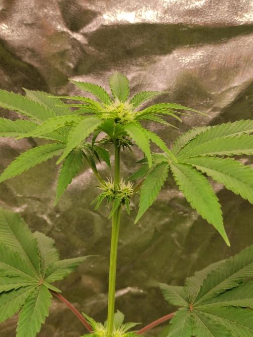 F026 Dutch Passion test strain. Week 4
