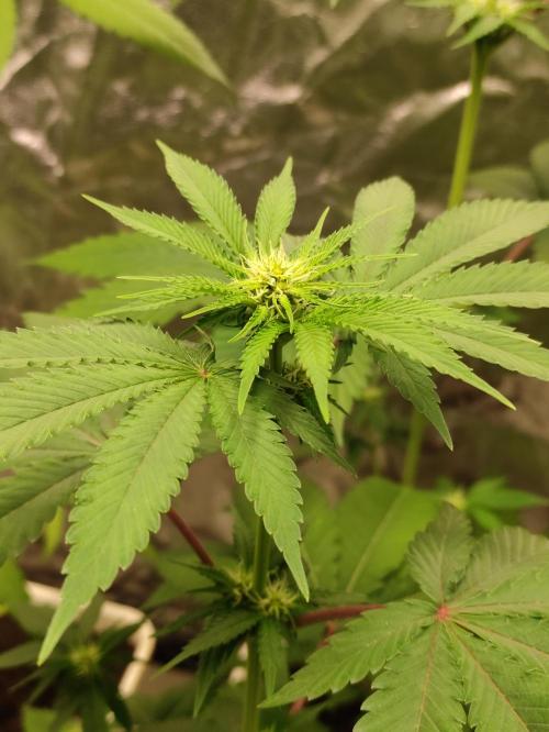 F026 Dutch Passion test strain. Week 4