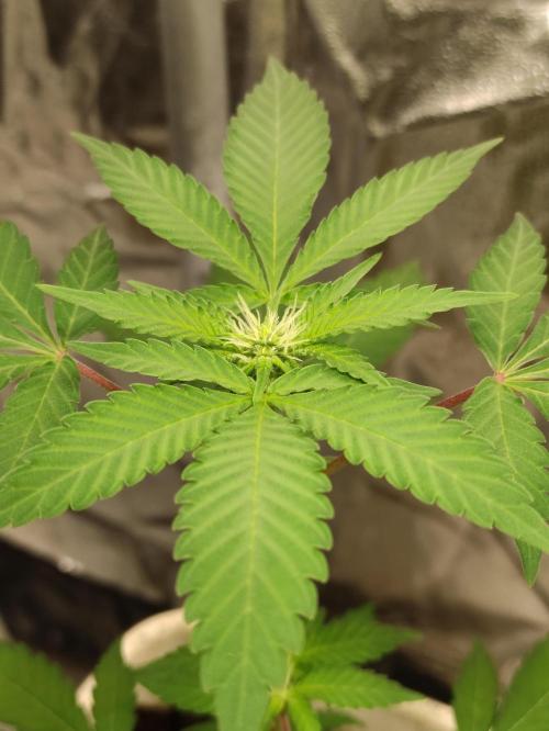 F027 Dutch Passion test strain. Week 4