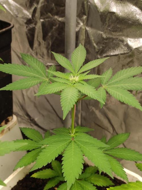 F027 Dutch Passion test strain. Week 4