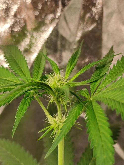 F028 Dutch Passion test strain. Week 4