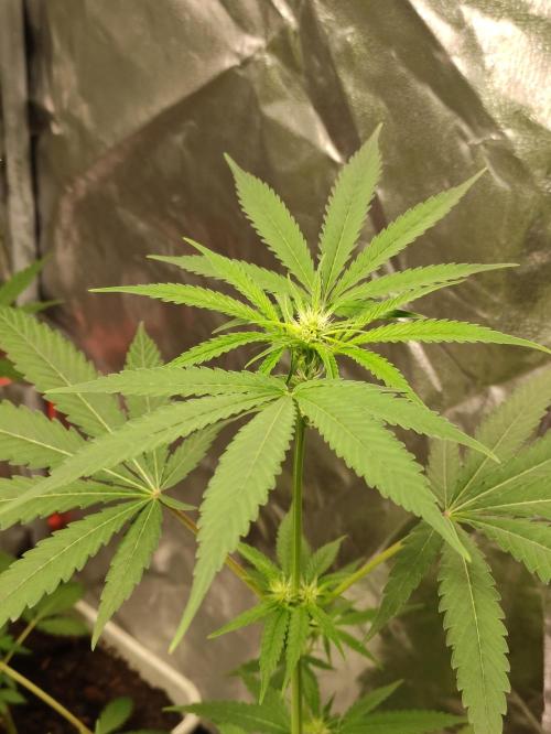 F028 Dutch Passion test strain. Week 4