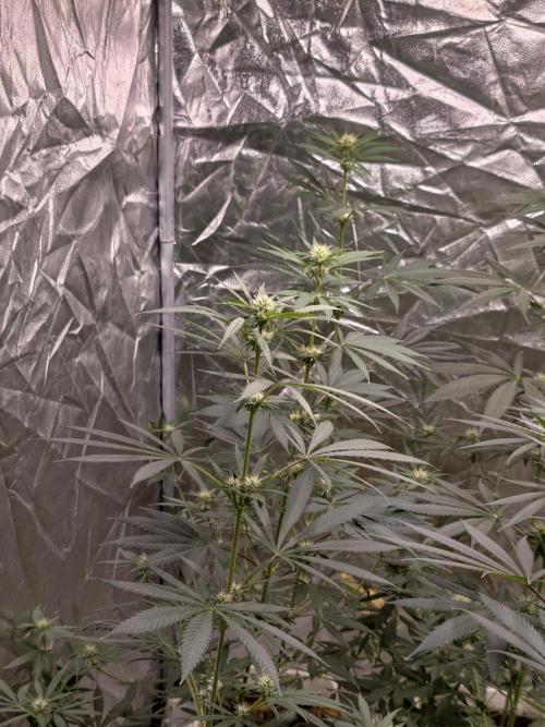 Poison cookies. Week 5