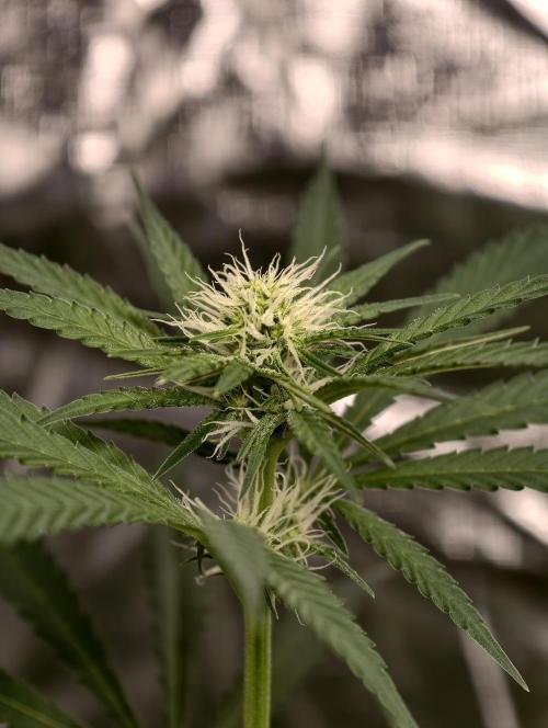 Poison cookies. Week 5