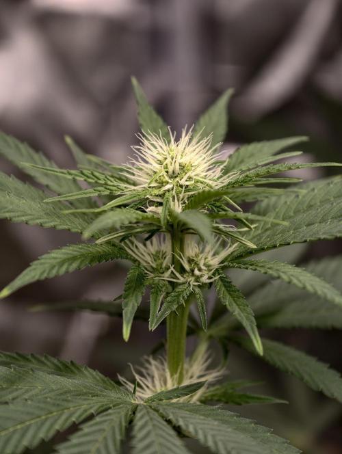 Poison cookies. Week 5