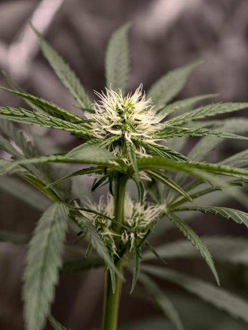 Poison cookies. Week 5