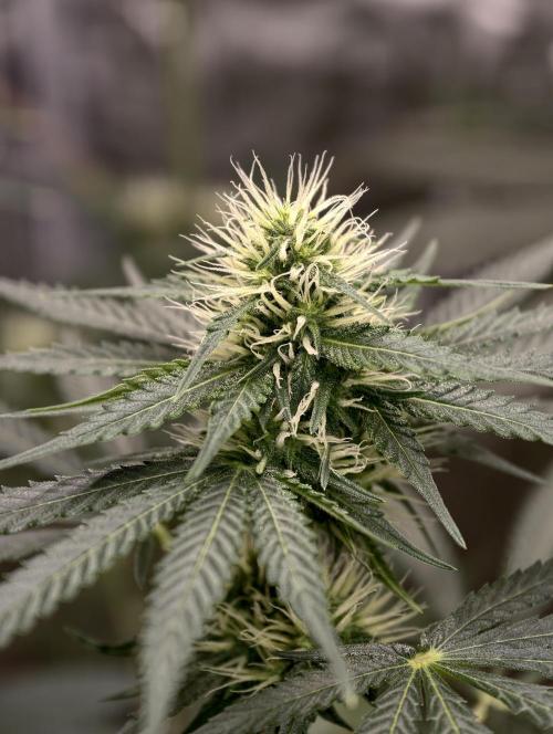 Orange Biscuit. Week 5