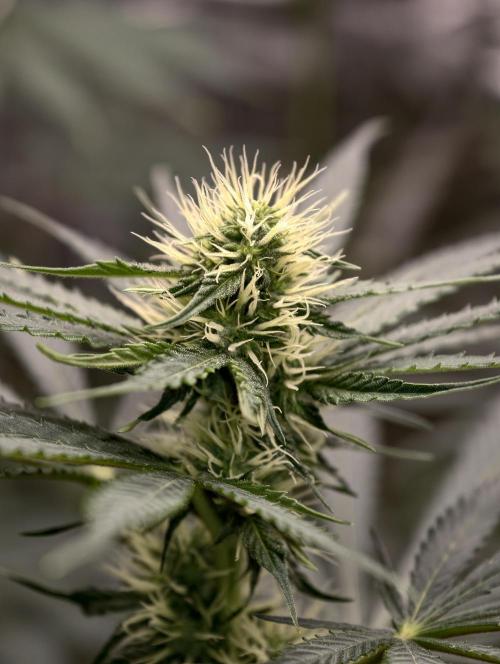 Orange Biscuit. Week 5