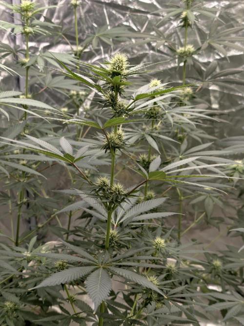 Orange Biscuit. Week 5