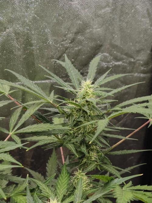 A005 Dutch Passion Test. Week 5