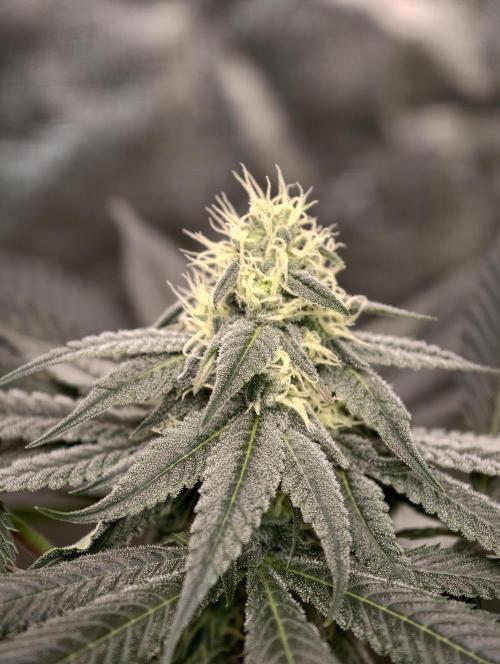 F001 Dutch Passion test strain. Week 6