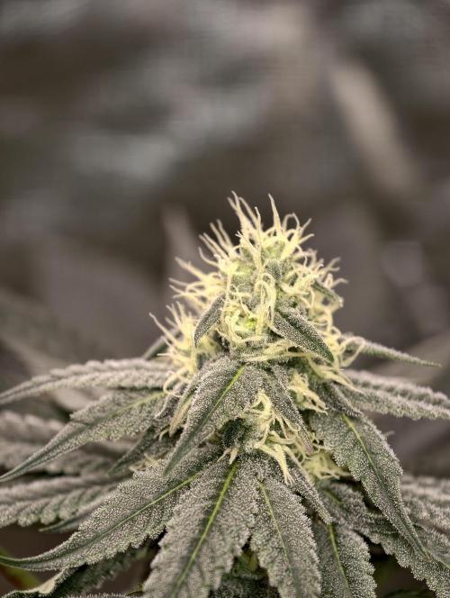 F001 Dutch Passion test strain. Week 6