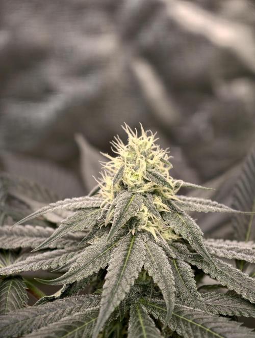 F001 Dutch Passion test strain. Week 6