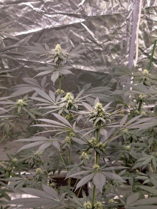 F001 Dutch Passion test strain. Week 6