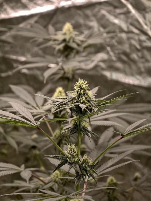 F001 Dutch Passion test strain. Week 6