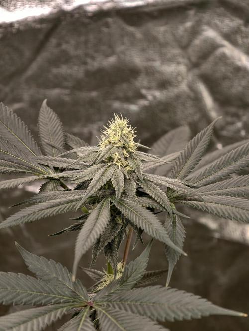 F001 Dutch Passion test strain. Week 6