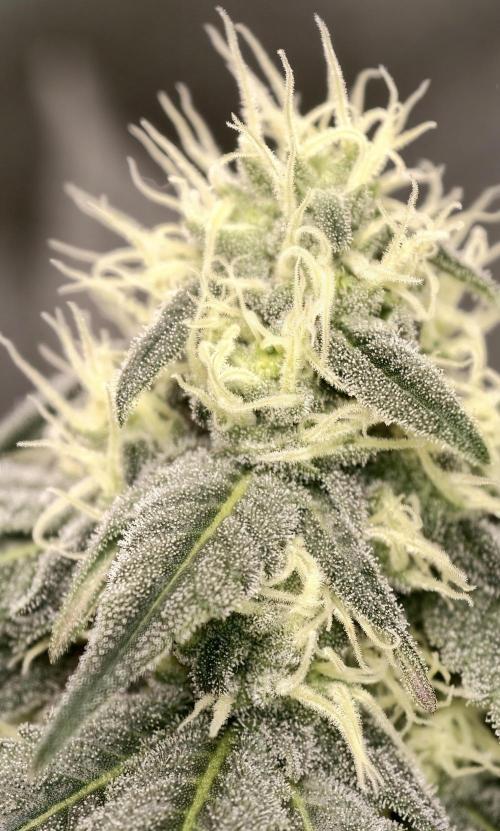 F001 Dutch Passion test strain. Week 6