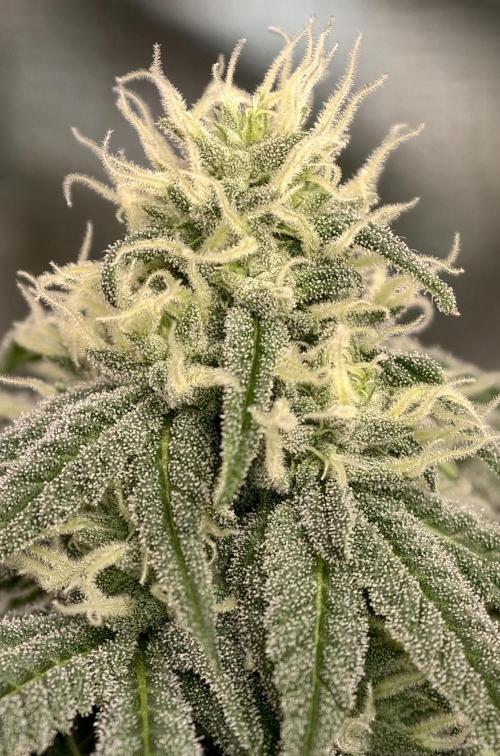 F002 Dutch Passion test strain. Week 6