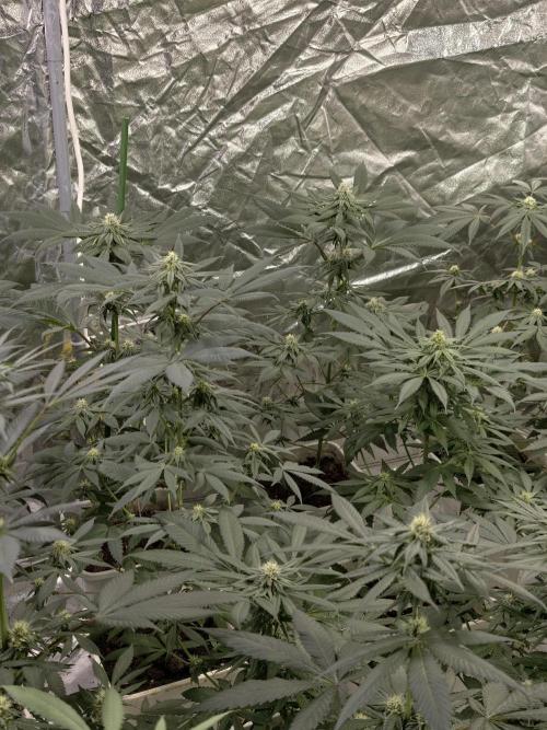 F002 Dutch Passion test strain. Week 6