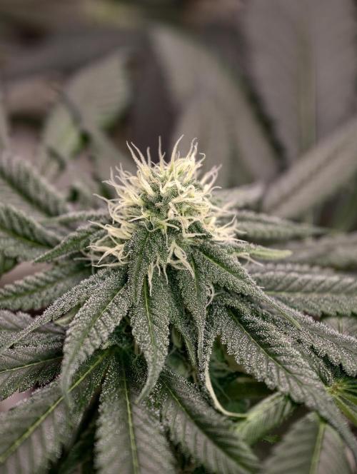 F002 Dutch Passion test strain. Week 6