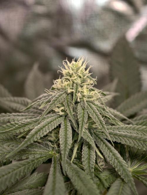F002 Dutch Passion test strain. Week 6
