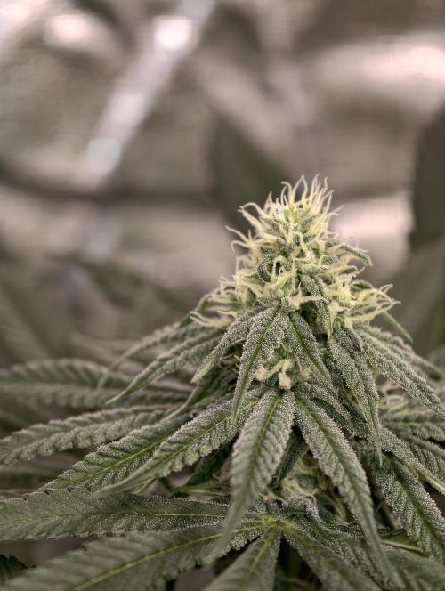 F002 Dutch Passion test strain. Week 6