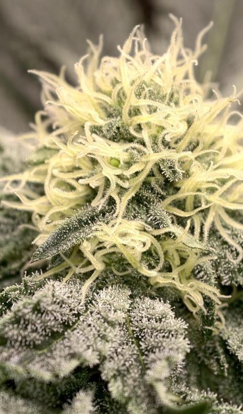 F008 Dutch Passion test strain. Week 6