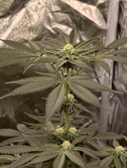 F008 Dutch Passion test strain. Week 6