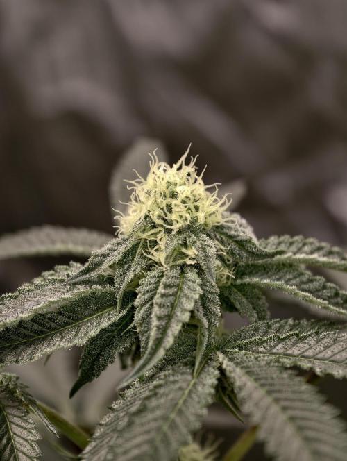 F008 Dutch Passion test strain. Week 6