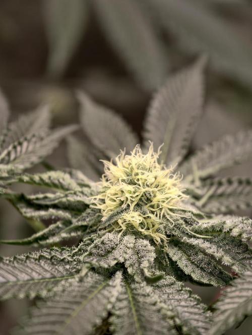 F008 Dutch Passion test strain. Week 6