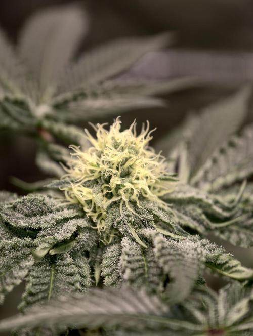 F008 Dutch Passion test strain. Week 6