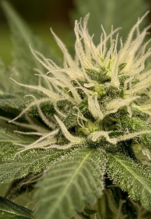 F025 Dutch Passion test strain. Week 5