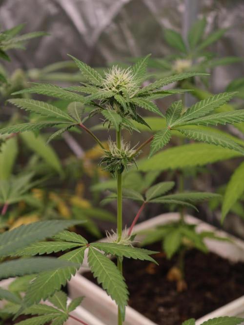 F025 Dutch Passion test strain. Week 5