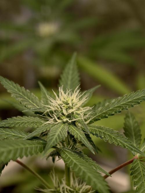 F025 Dutch Passion test strain. Week 5